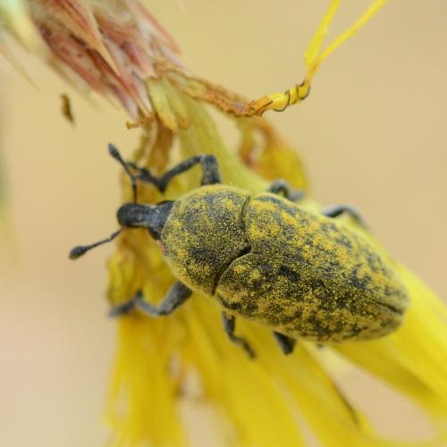 Réf. 263 809 : Larinus scolymi